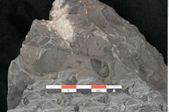 Foto (Detailansicht) von Lepidodendron sp.  (NHMW-GEO-2024-0188-11029)